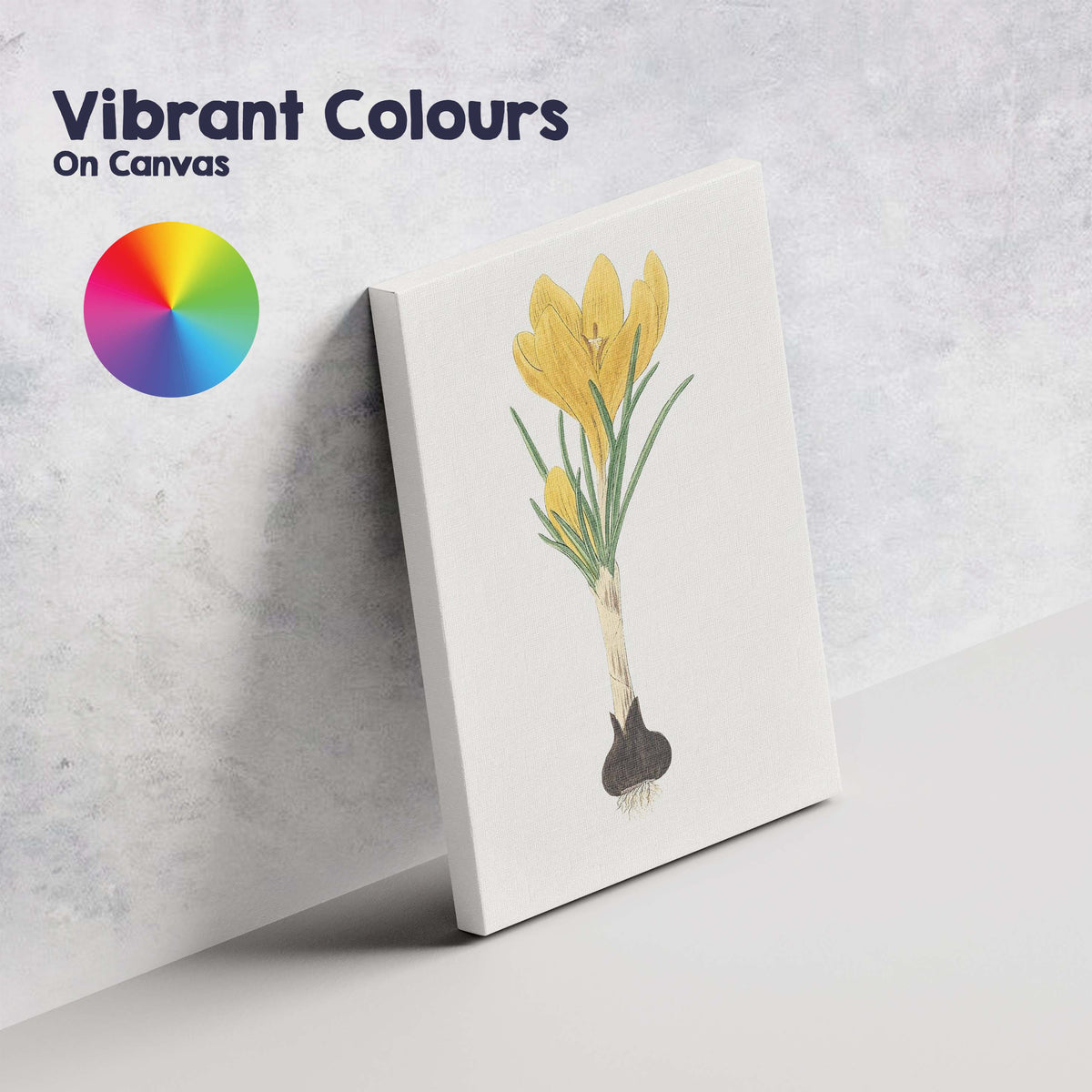 Golden Yellow Crocus Flower Bulb Botanical Illustration Canvas Wall Art Print Decor Picture Ready to Hang