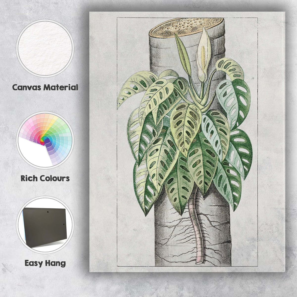 Tropical Monstera Adansonii Swiss Cheese Plant Botanical Illustration Canvas Wall Art Print Decor Picture Ready to Hang