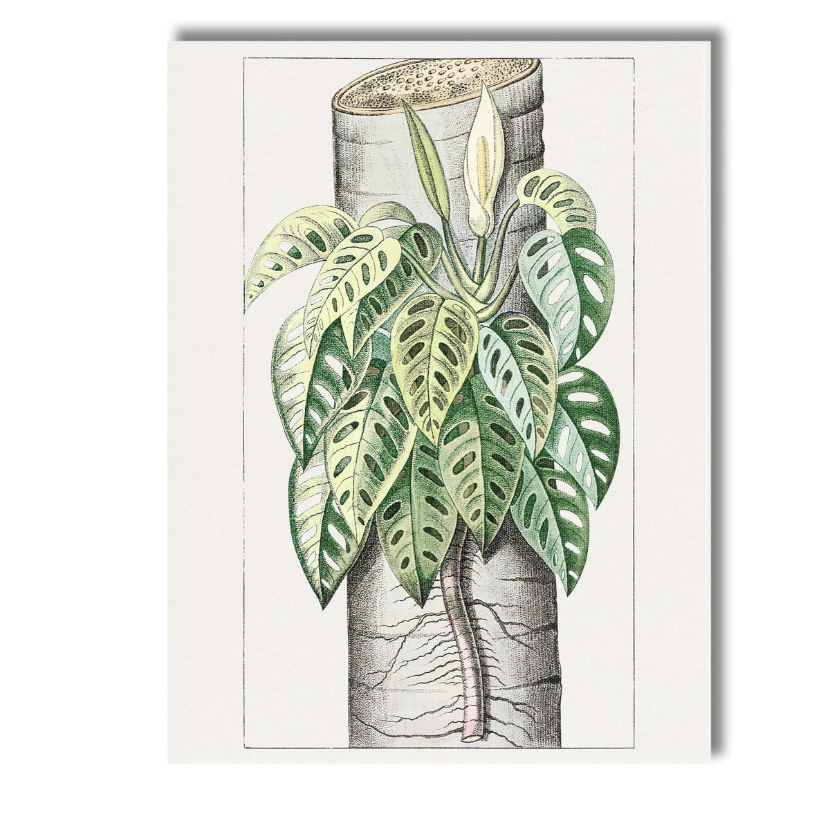 Tropical Monstera Adansonii Swiss Cheese Plant Botanical Illustration Canvas Wall Art Print Decor Picture Ready to Hang