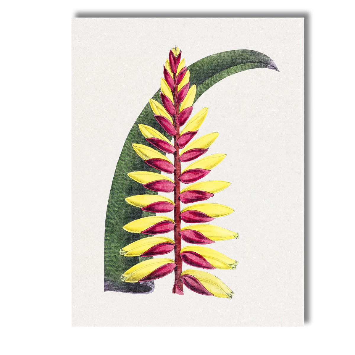 Exotic Red and Yellow Heliconia Tropical Botanical Illustration Canvas Wall Art Print Decor Picture Ready to Hang