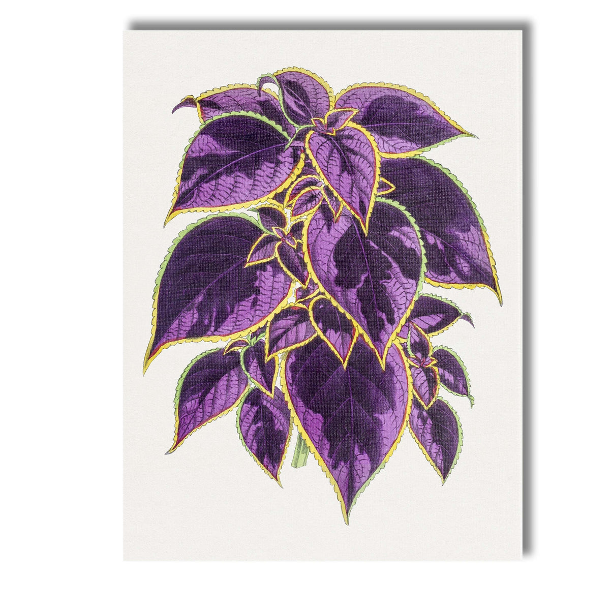 Rich Purple Coleus Foliage Botanical Garden Illustration Canvas Wall Art Print Decor Picture Ready to Hang