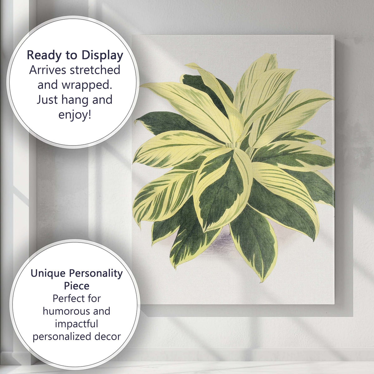 Cream and Green Variegated Hosta Botanical Garden Illustration Canvas Wall Art Print Decor Picture Ready to Hang