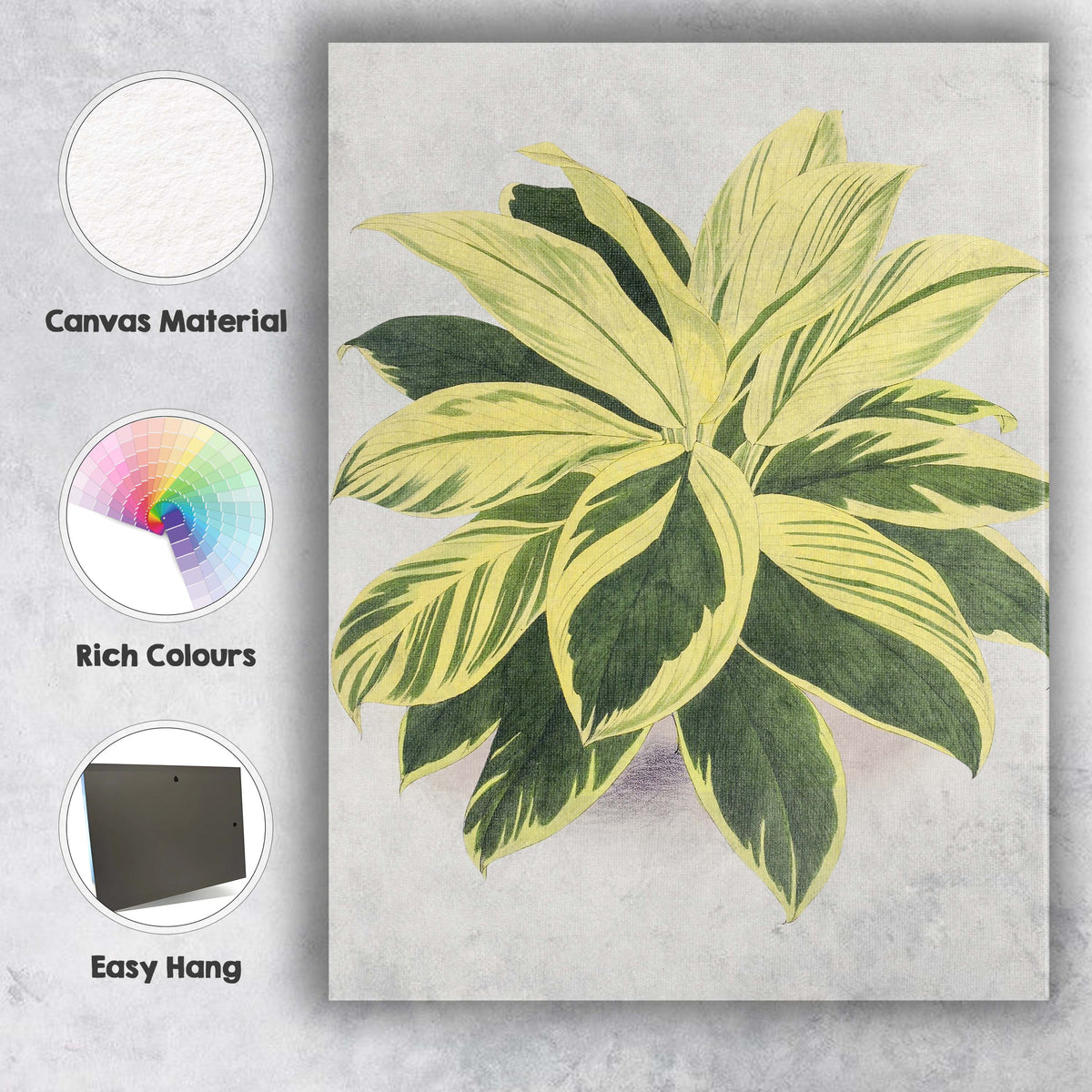 Cream and Green Variegated Hosta Botanical Garden Illustration Canvas Wall Art Print Decor Picture Ready to Hang