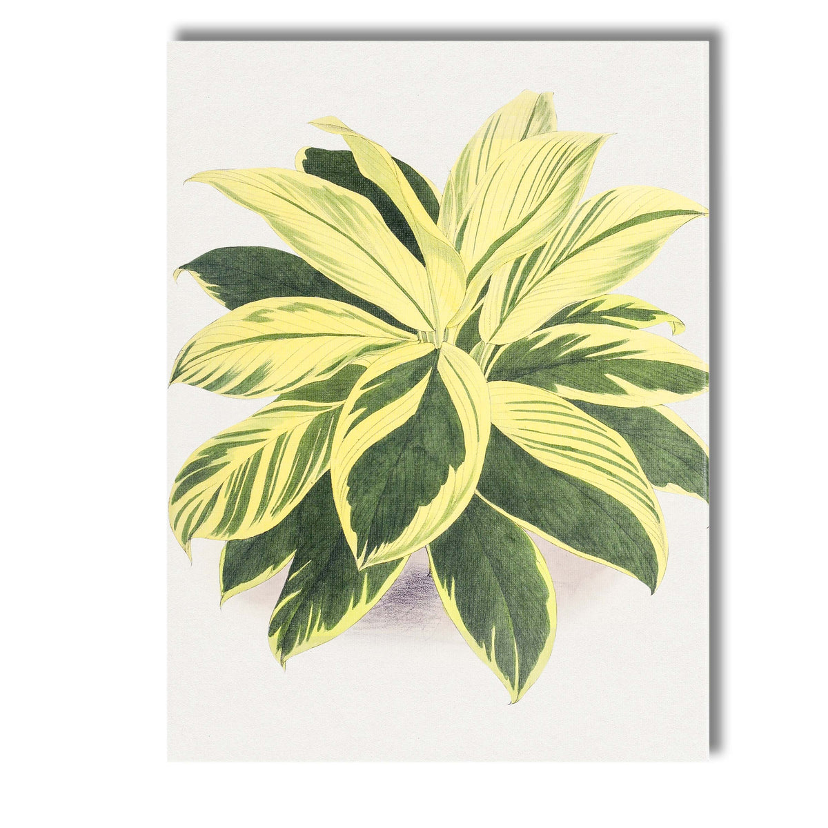 Cream and Green Variegated Hosta Botanical Garden Illustration Canvas Wall Art Print Decor Picture Ready to Hang
