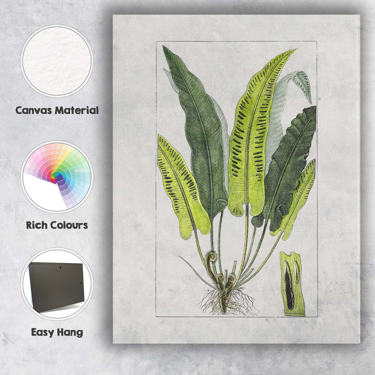 Antique Green Fern Frond Botanical Study Illustration Canvas Wall Art Print Decor Picture Ready to Hang