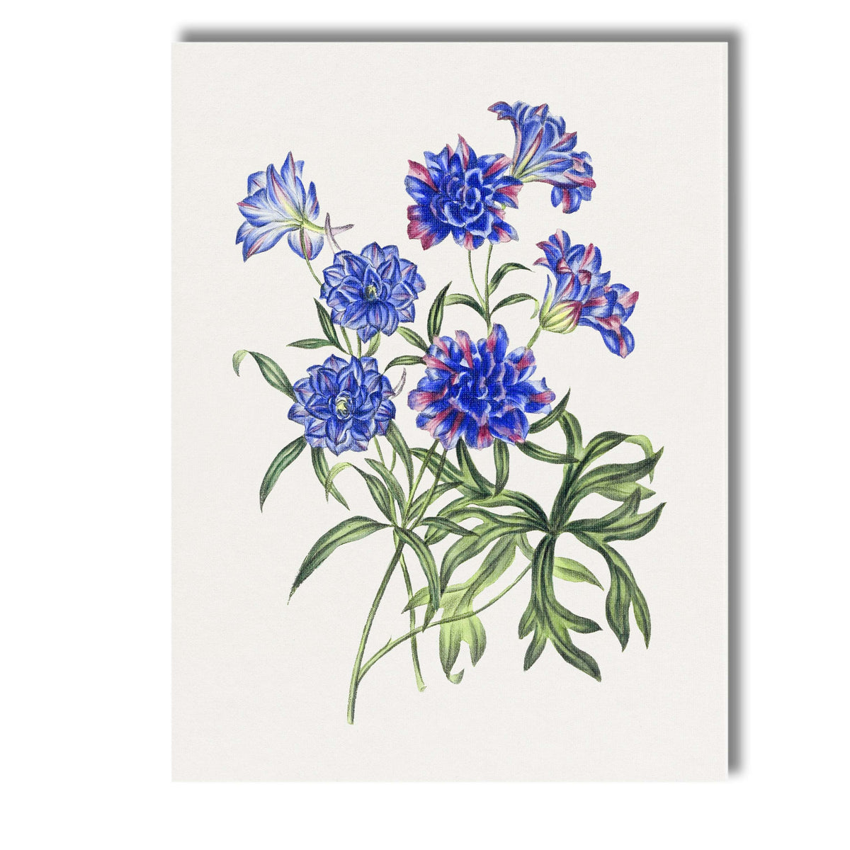 Blue And Pink Columbine Flower Cluster Botanical Illustration Canvas Wall Art Print Decor Picture Ready to Hang