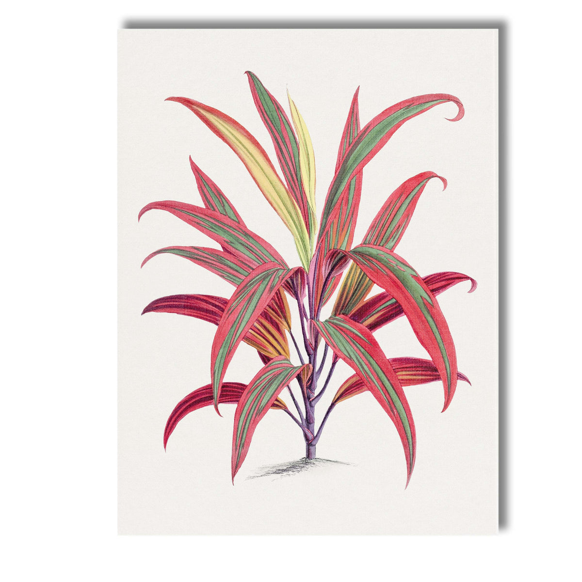 Vibrant Pink And Green Tropical Cordyline Leaves Botanical Illustration Canvas Wall Art Print Decor Picture Ready to Hang