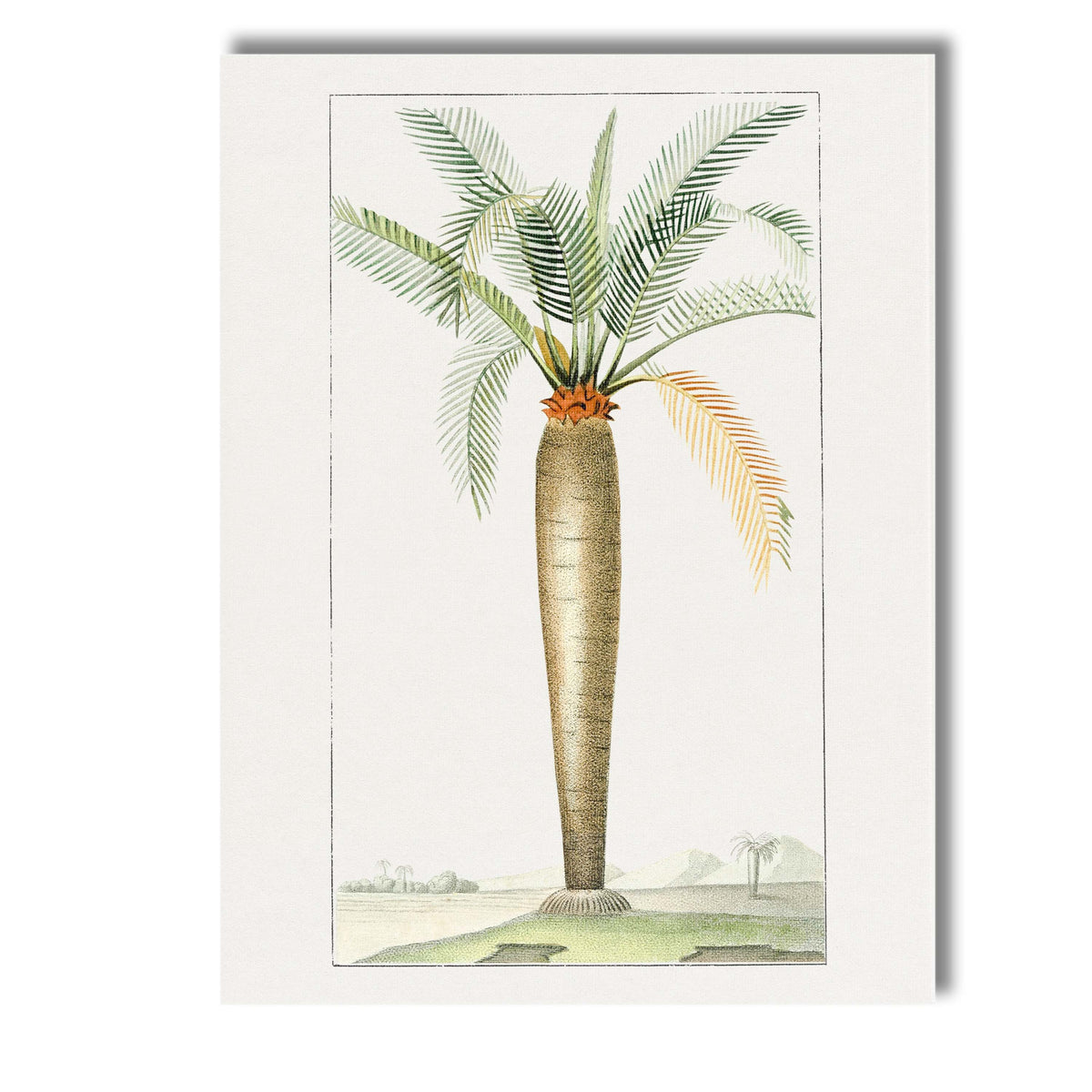 Historic Cycad Palm Botanical Engraving Tropical Plant Illustration Canvas Wall Art Print Decor Picture Ready to Hang