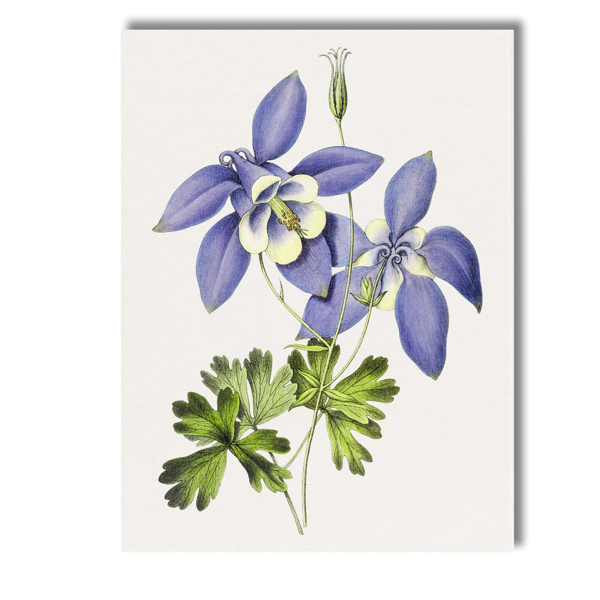 Delicate Blue Columbine Aquilegia Wildflower Botanical Illustration Canvas Wall Art Print Decor Picture Ready to Hang