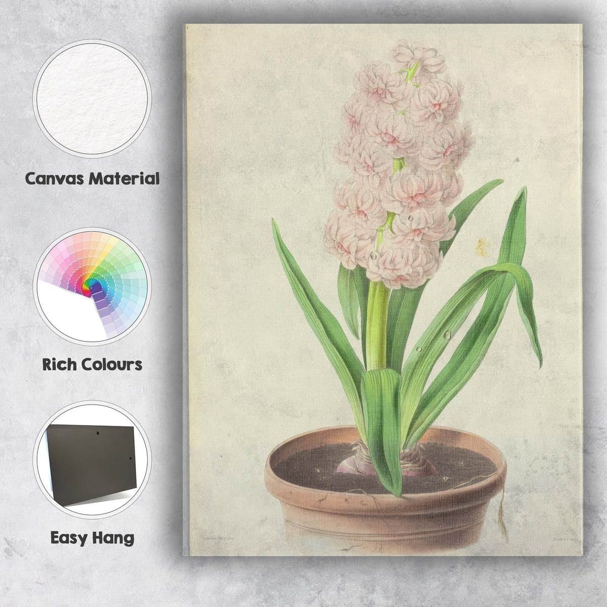 Soft Pink Hyacinth in Terracotta Pot Botanical Illustration Canvas Wall Art Print Decor Picture Ready to Hang
