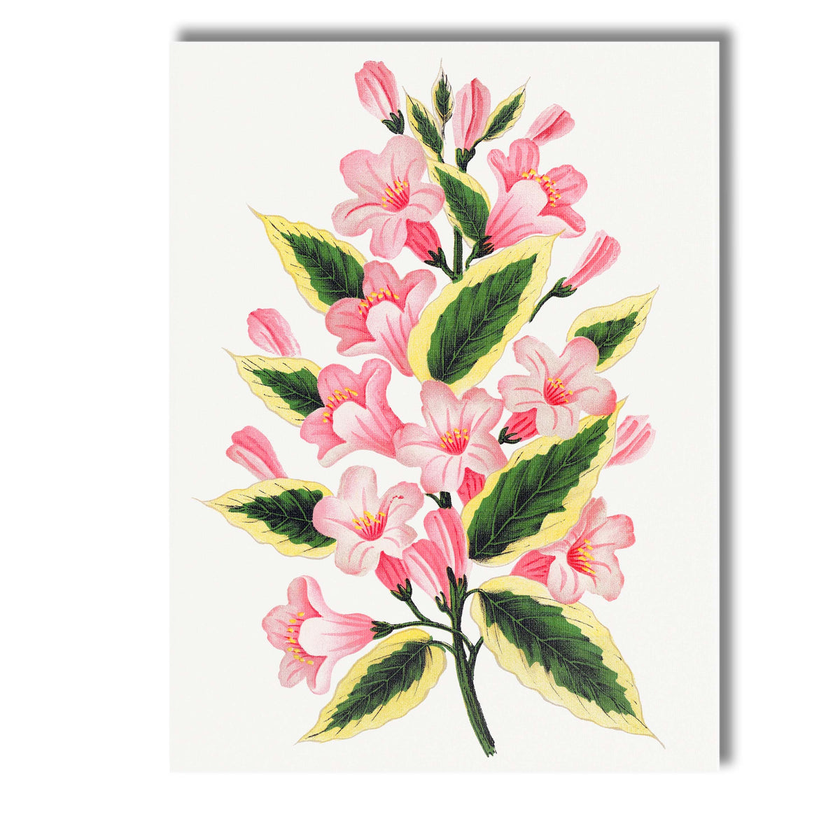 Pink Bell Flower Blossom Variegated Leaf Botanical Illustration Canvas Wall Art Print Decor Picture Ready to Hang