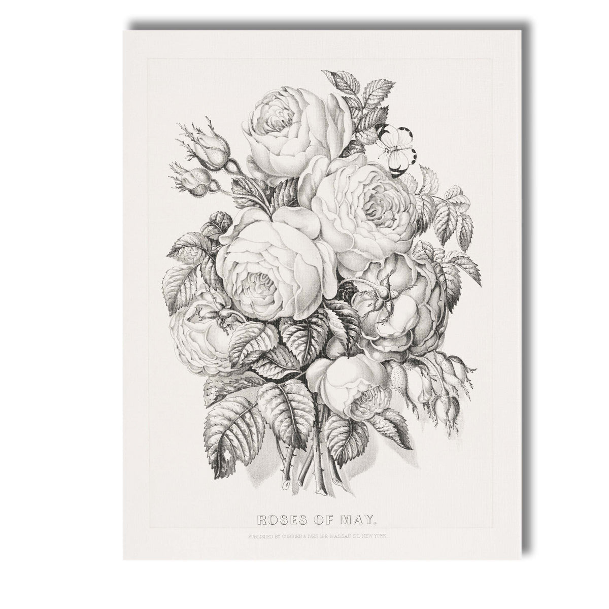 Antique Roses of May Floral Bouquet Engraving Canvas Wall Art Print Decor Picture Ready to Hang