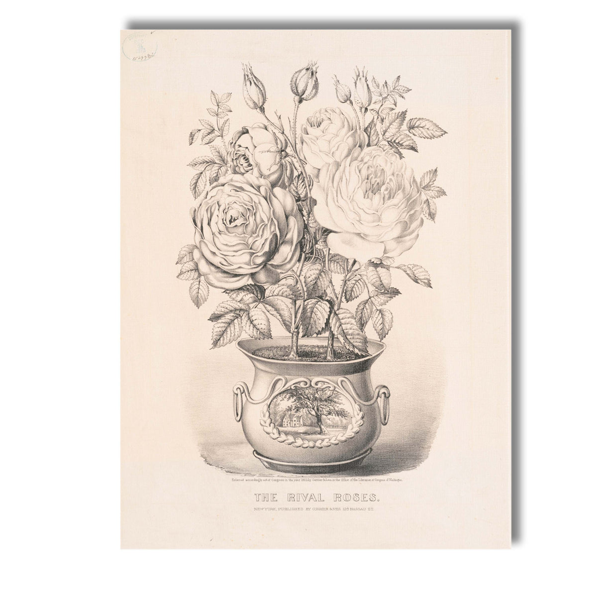 Victorian Rival Roses Potted Botanical Engraving Canvas Wall Art Print Decor Picture Ready to Hang