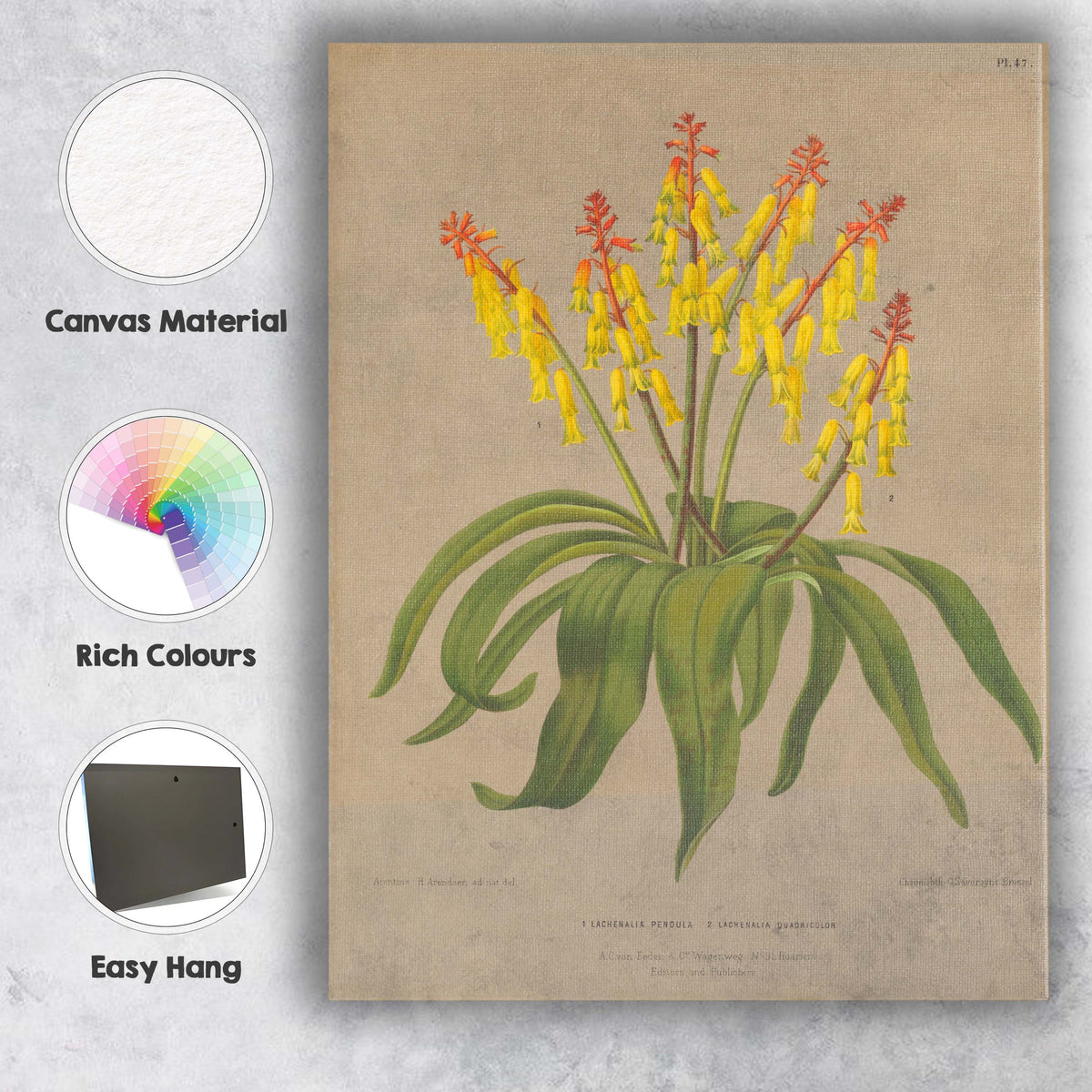 Antique Yellow Bell Flower Botanical Scientific Illustration Canvas Wall Art Print Decor Picture Ready to Hang