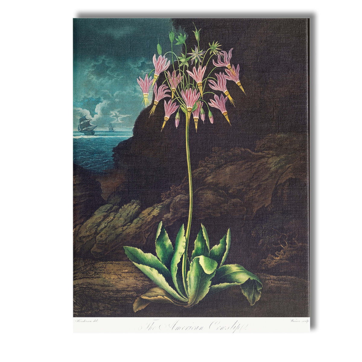 Moody Coastal American Cowslip Botanical Illustration Canvas Wall Art Print Decor Picture Ready to Hang