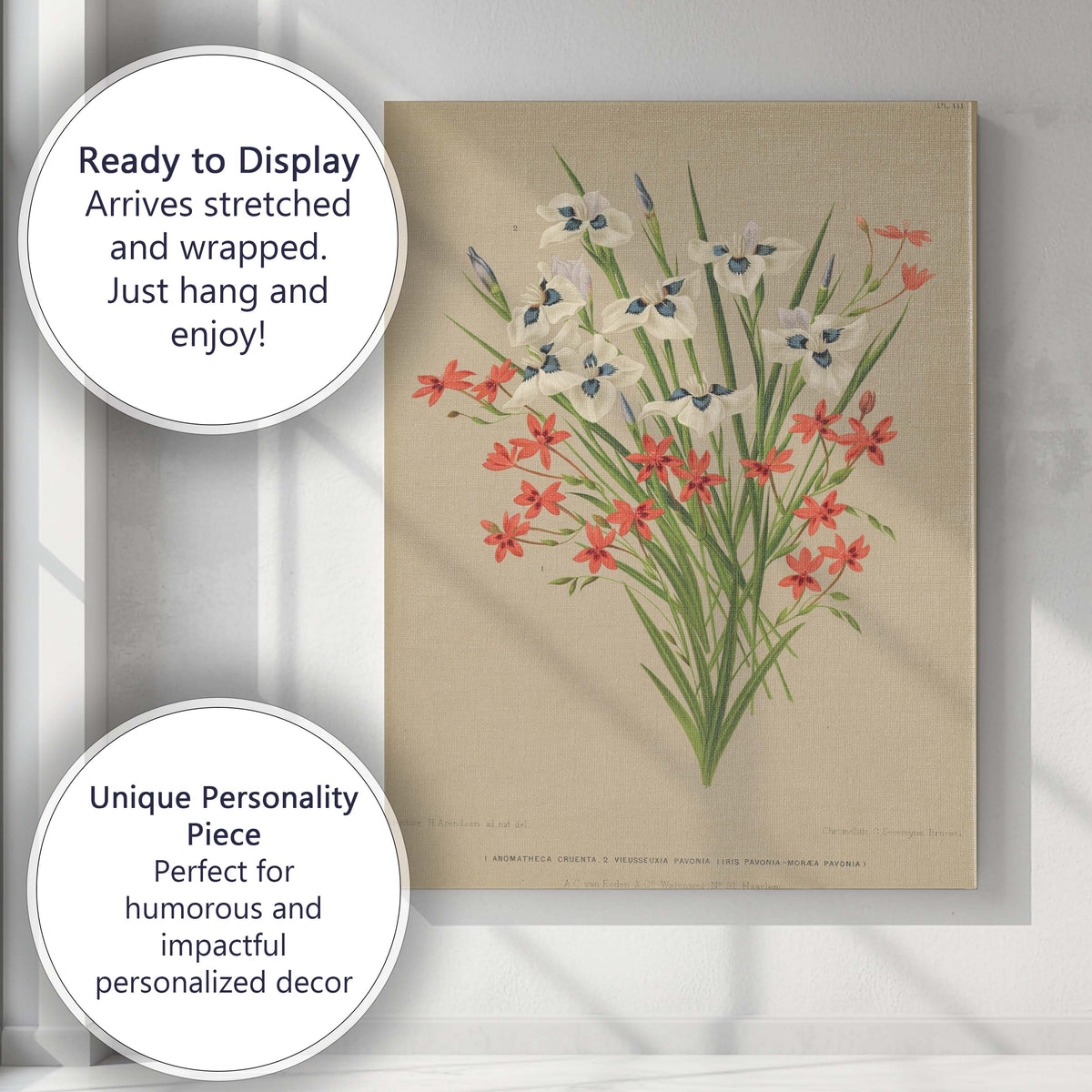 Antique Iris And Scarlet Star Flower Botanical Illustration Canvas Wall Art Print Decor Picture Ready to Hang