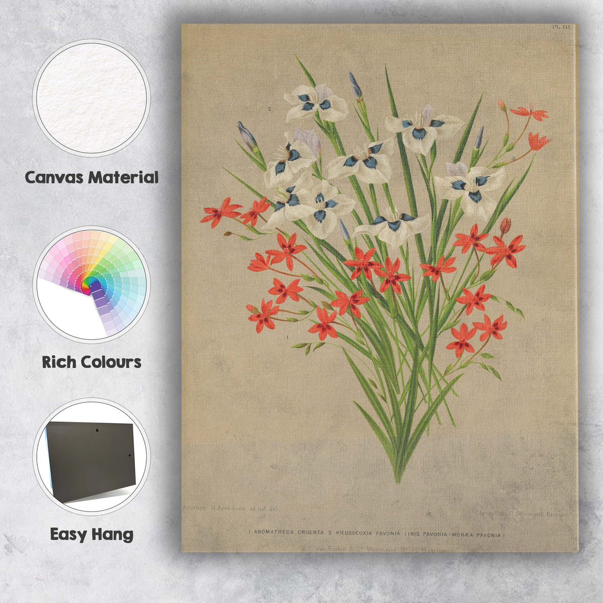 Antique Iris And Scarlet Star Flower Botanical Illustration Canvas Wall Art Print Decor Picture Ready to Hang