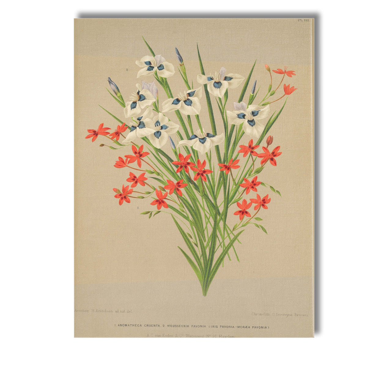 Antique Iris And Scarlet Star Flower Botanical Illustration Canvas Wall Art Print Decor Picture Ready to Hang