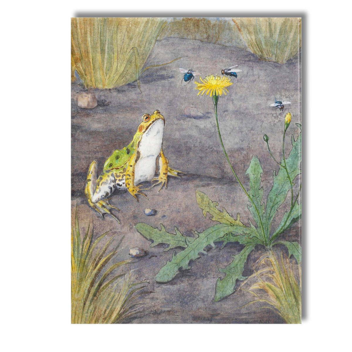Watercolour Frog and Dandelion Nature Wildlife Illustration Canvas Wall Art Print Decor Picture Ready to Hang
