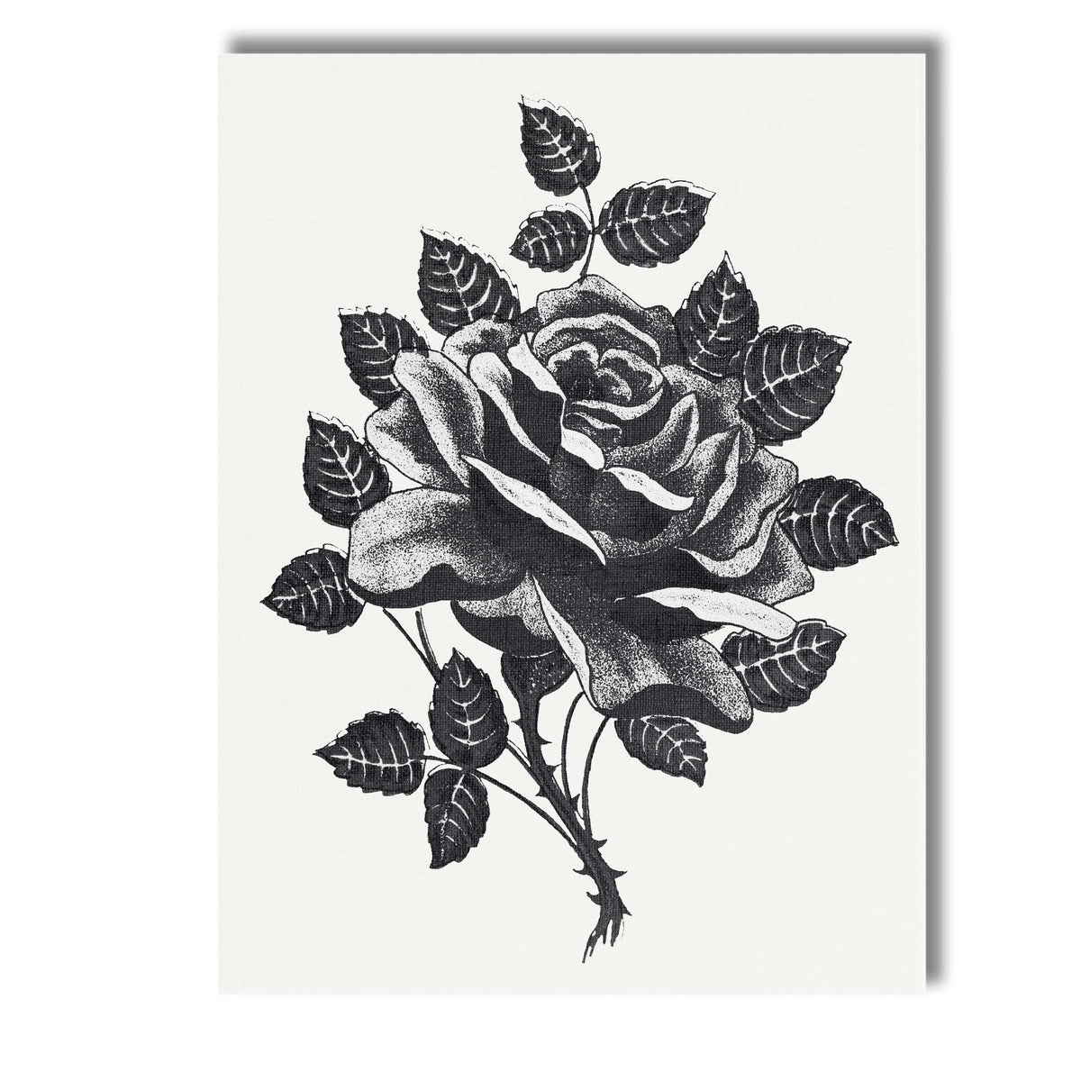 Black and White Rose Botanical Ink Illustration Canvas Wall Art Print Decor Picture Ready to Hang