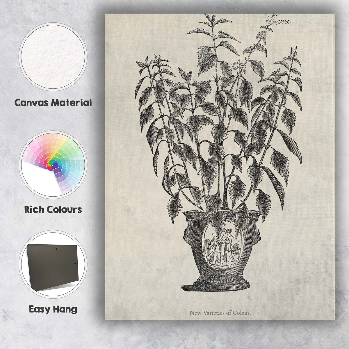 Antique Coleus Houseplant Botanical Engraving Pot Illustration Canvas Wall Art Print Decor Picture Ready to Hang