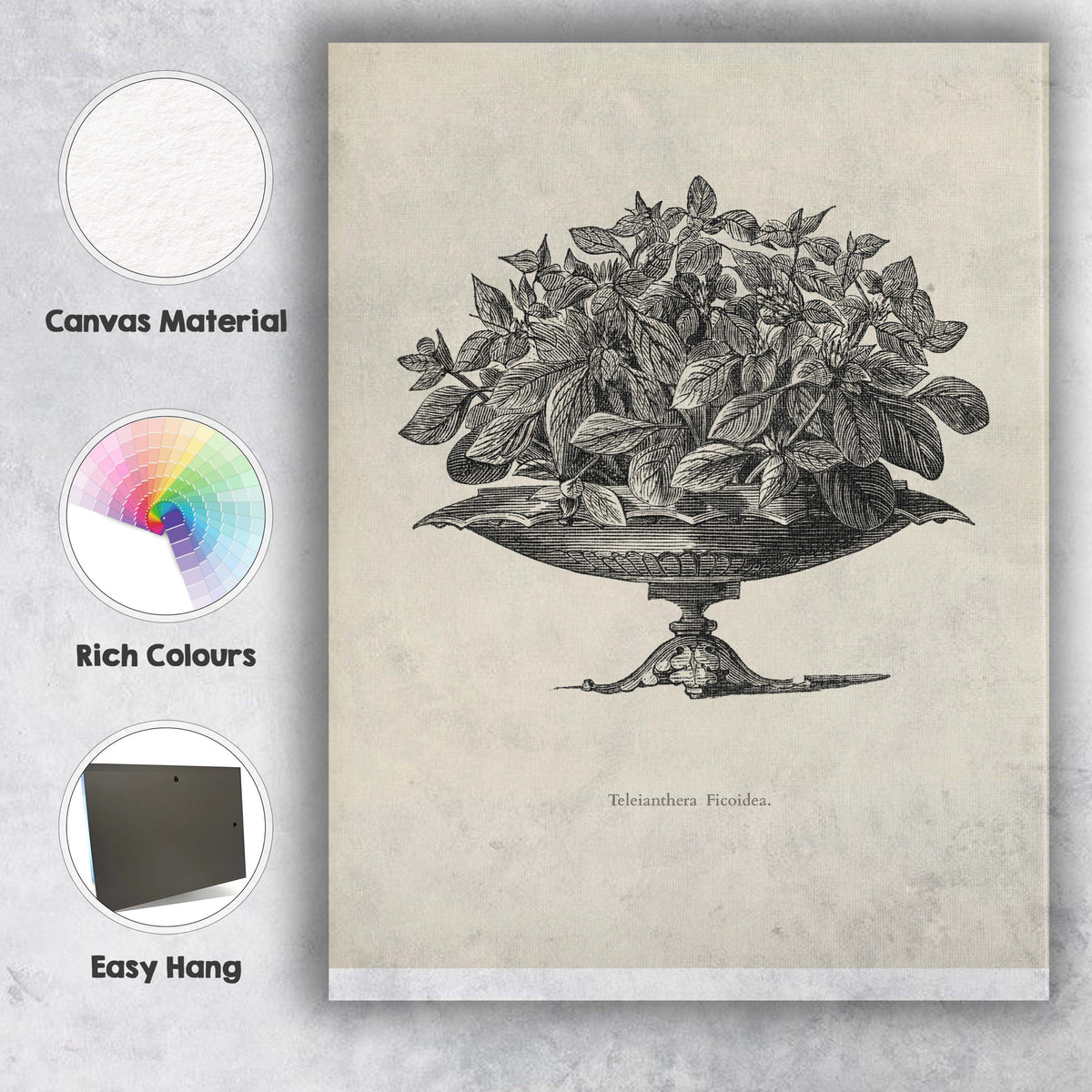 Antique Alternanthera Foliage Plant Botanical Engraving Canvas Wall Art Print Decor Picture Ready to Hang