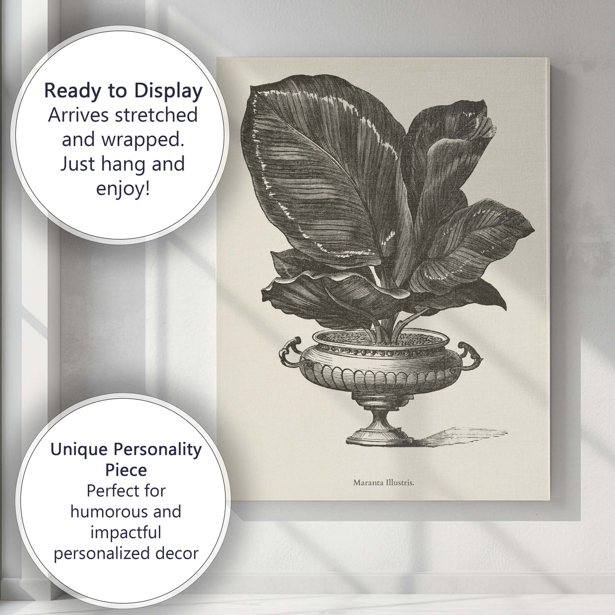 Decorative Fittonia Leaf Houseplant Botanical Engraving Canvas Wall Art Print Decor Picture Ready to Hang