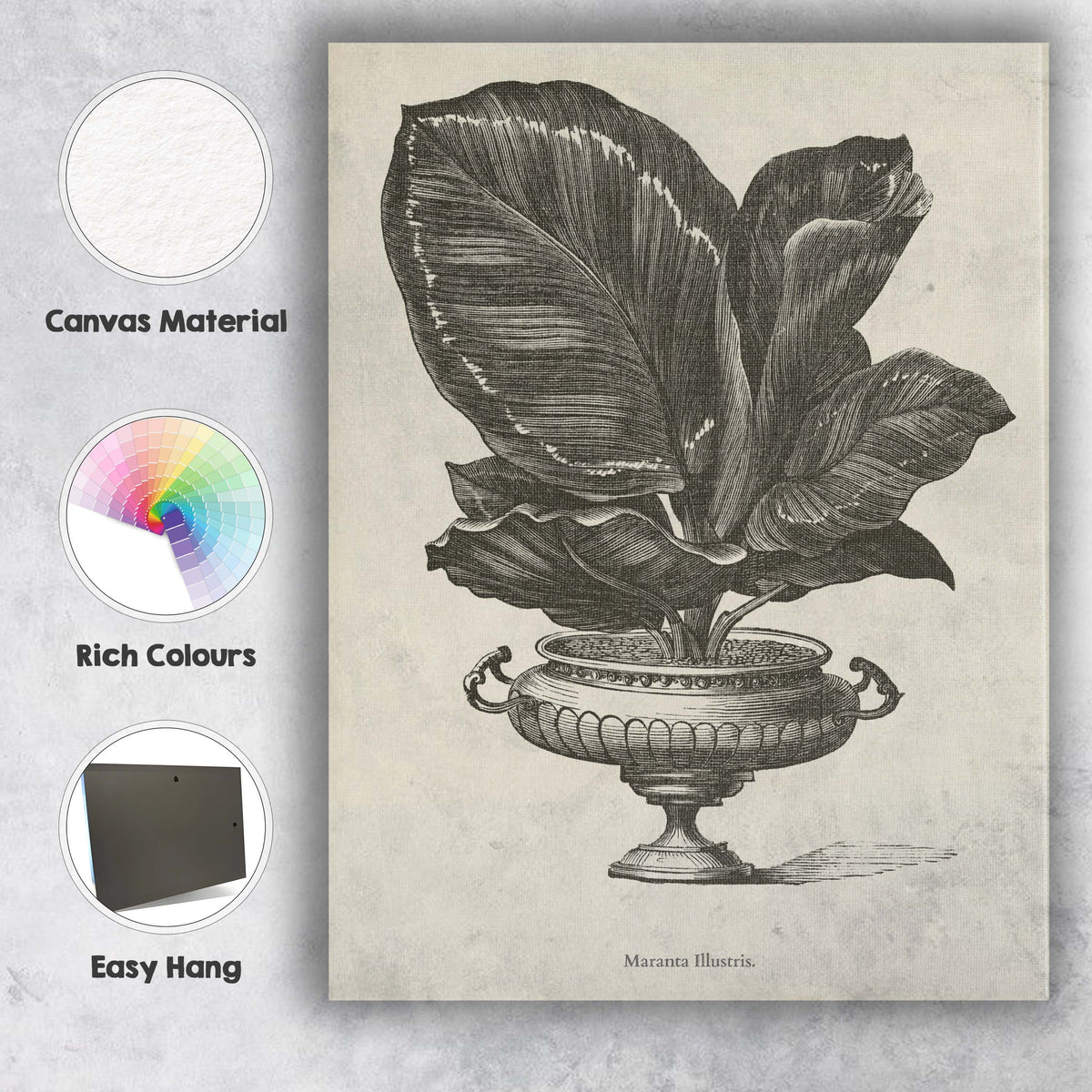 Decorative Fittonia Leaf Houseplant Botanical Engraving Canvas Wall Art Print Decor Picture Ready to Hang