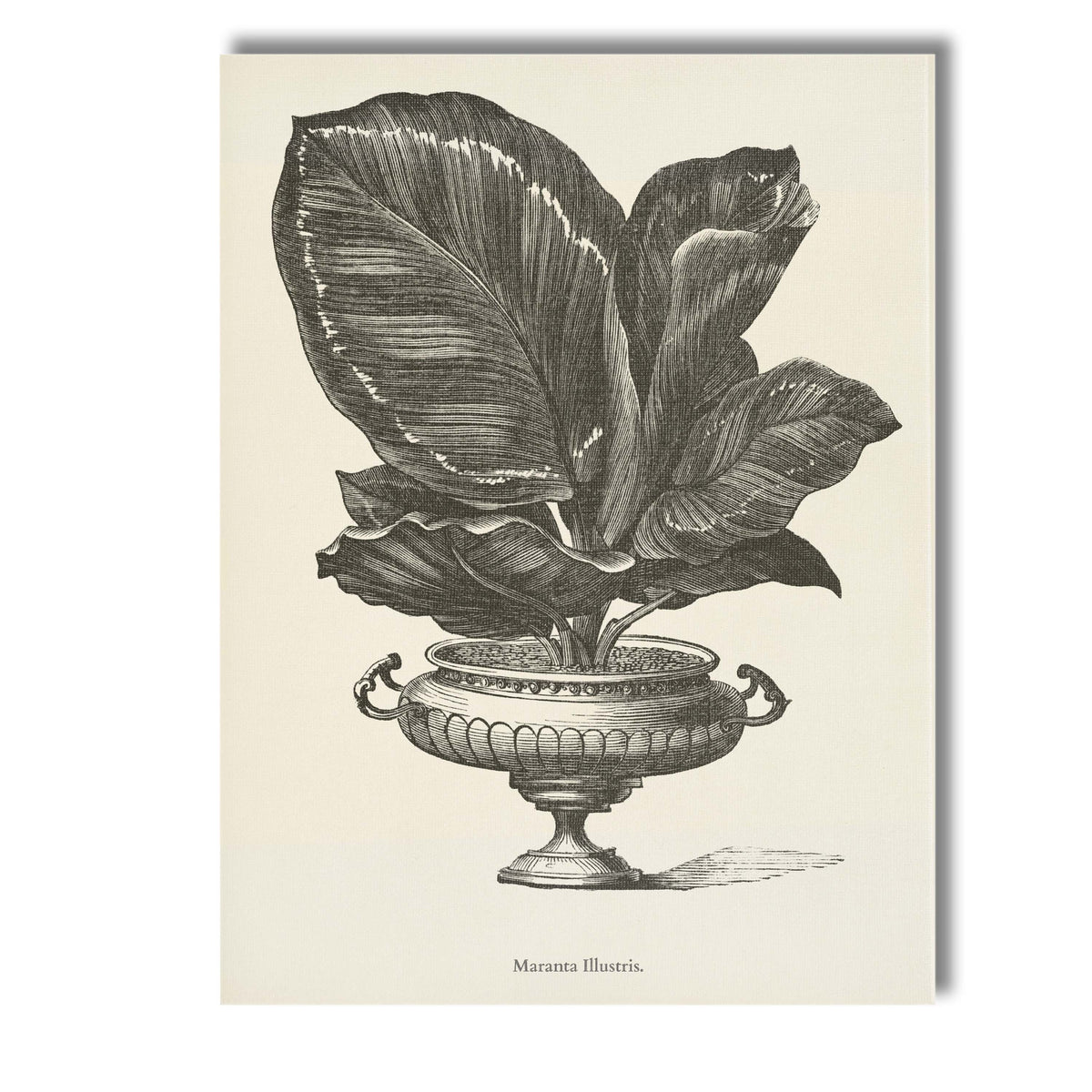 Decorative Fittonia Leaf Houseplant Botanical Engraving Canvas Wall Art Print Decor Picture Ready to Hang
