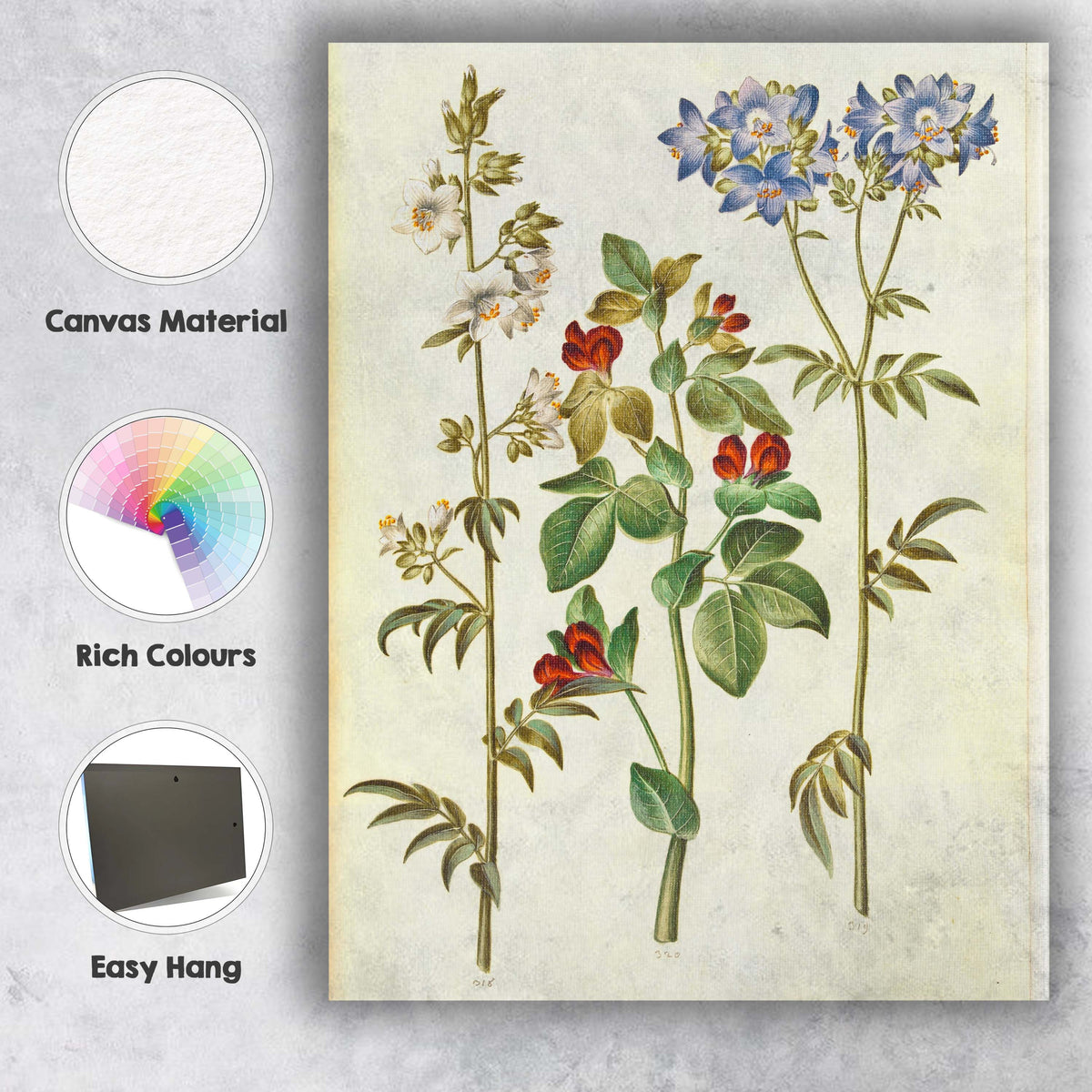 Antique Wildflower Botanical Illustration With Blue And Red Blooms Canvas Wall Art Print Decor Picture Ready to Hang