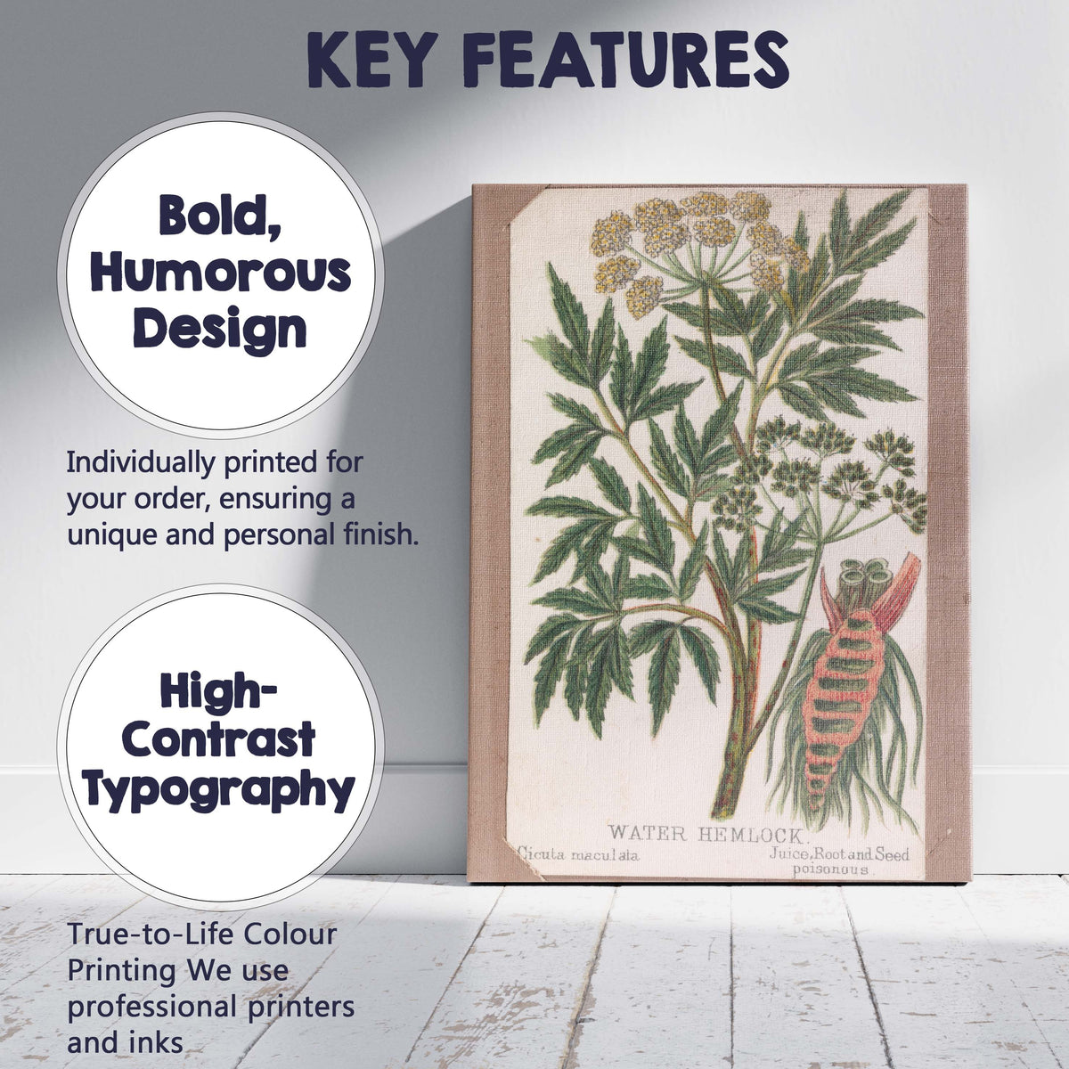 Antique Water Hemlock Botanical Study Poisonous Wildflower Illustration Canvas Wall Art Print Decor Picture Ready to Hang