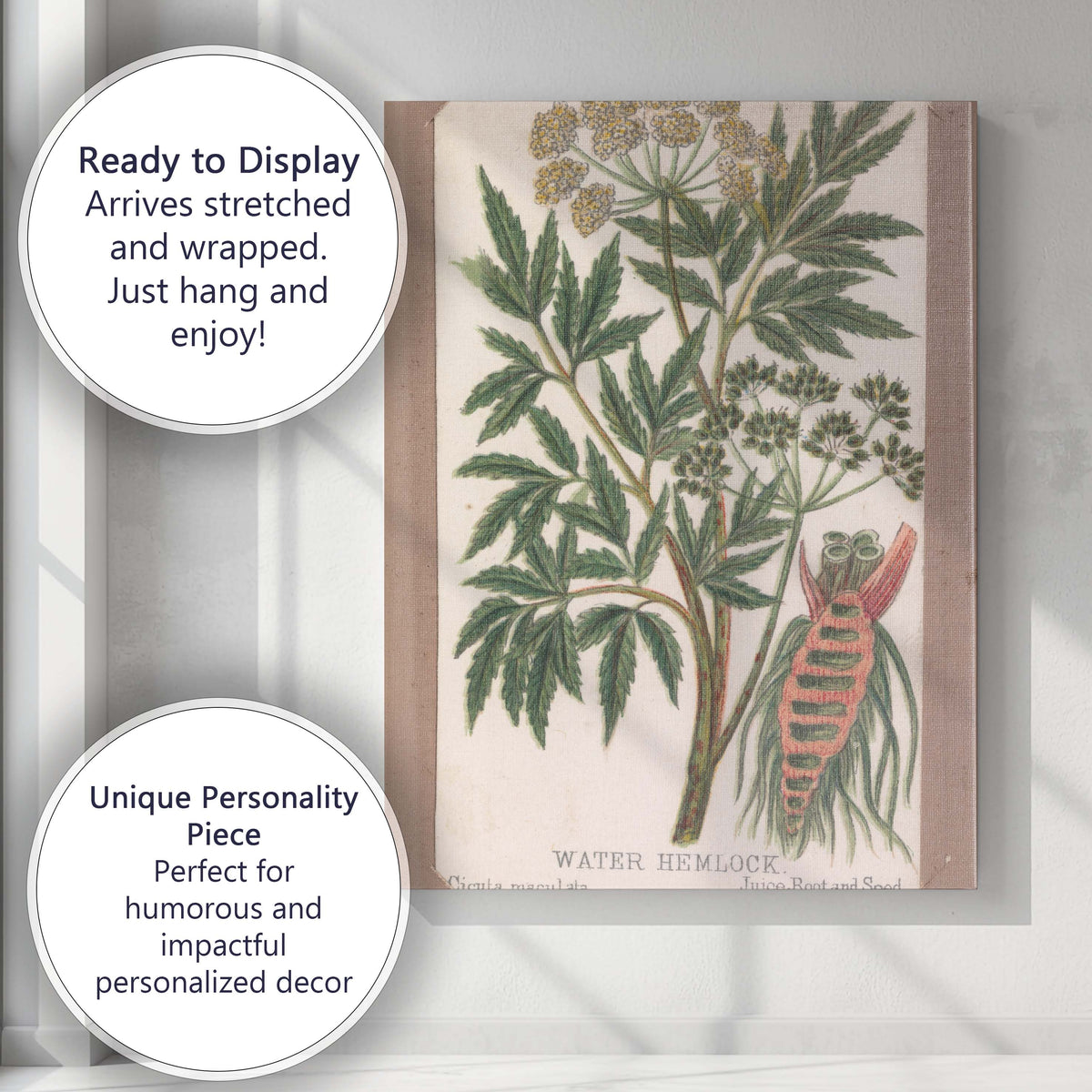 Antique Water Hemlock Botanical Study Poisonous Wildflower Illustration Canvas Wall Art Print Decor Picture Ready to Hang
