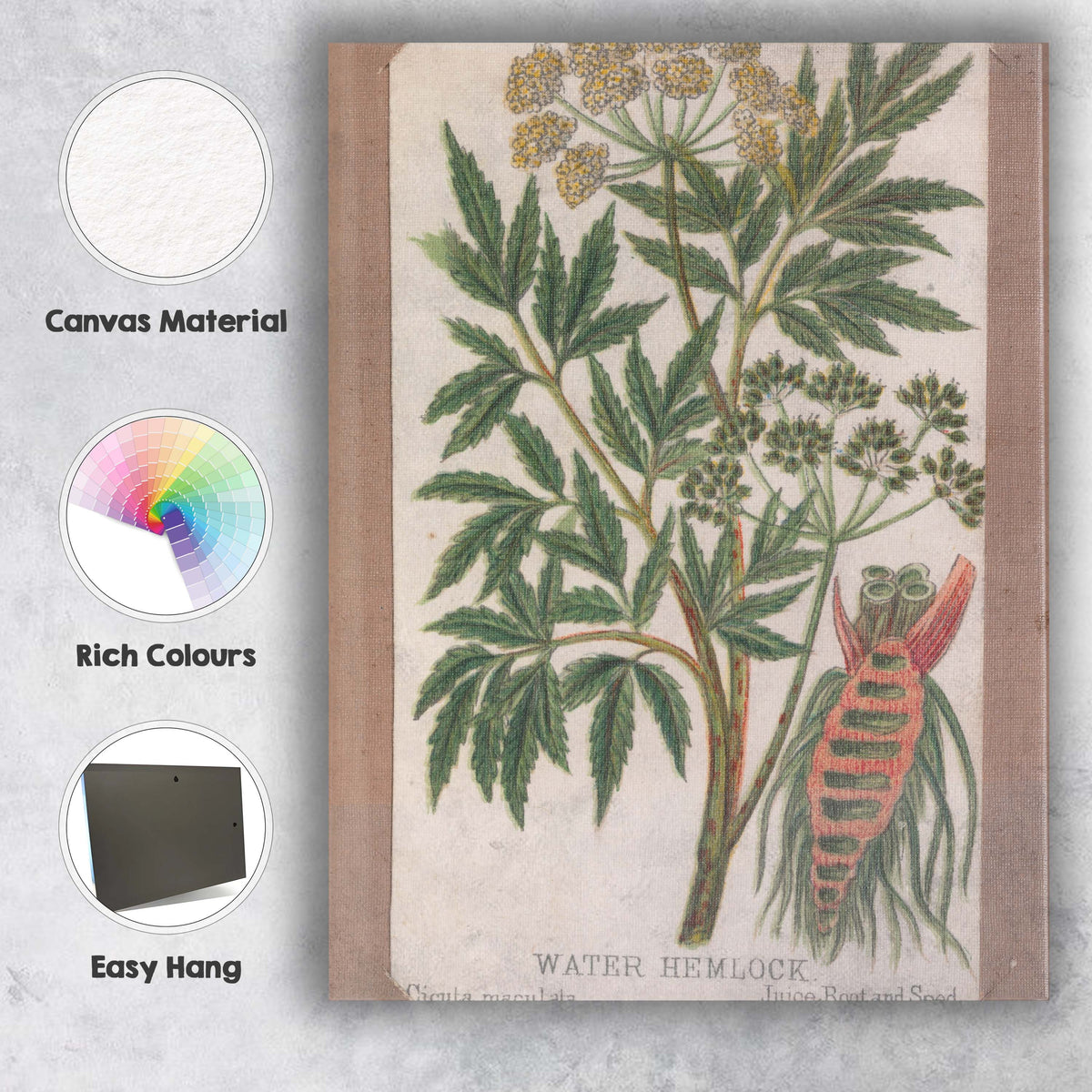 Antique Water Hemlock Botanical Study Poisonous Wildflower Illustration Canvas Wall Art Print Decor Picture Ready to Hang