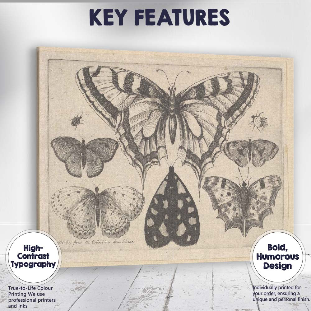 Antique Butterfly Collection Engraving Victorian Entomology Study Canvas Wall Art Print Decor Picture Ready to Hang