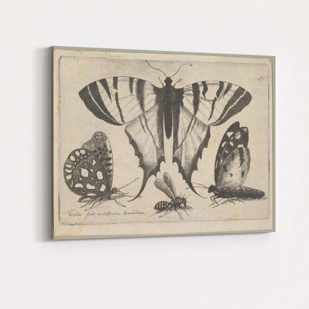 Antique Swallowtail Butterfly Engraving Insect Study Artwork Canvas Wall Art Print Decor Picture Ready to Hang