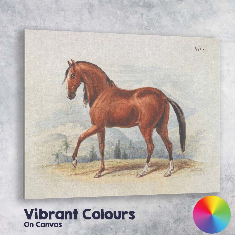 Chestnut Horse Antique Equestrian Watercolour Illustration Canvas Wall Art Print Decor Picture Ready to Hang