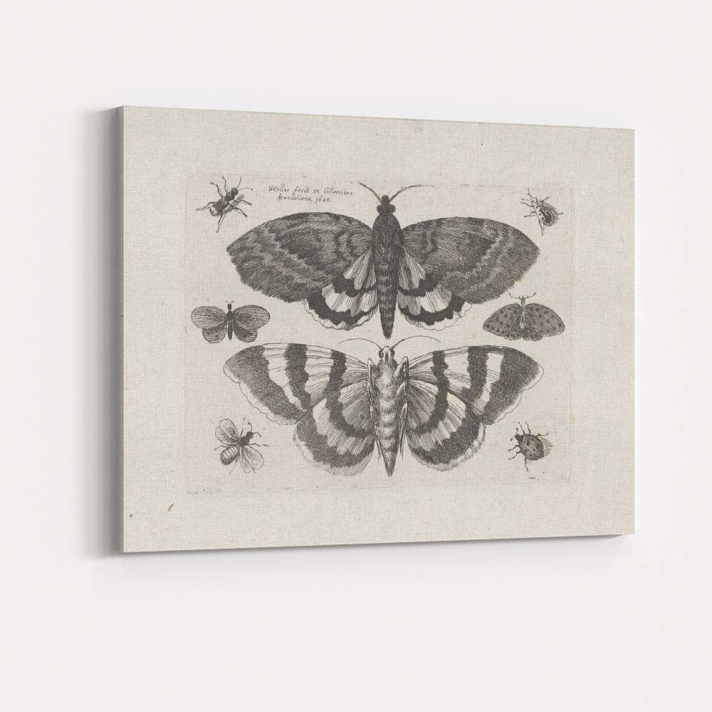 Antique Moth and Butterfly Collection Scientific Entomology Engraving Canvas Wall Art Print Decor Picture Ready to Hang