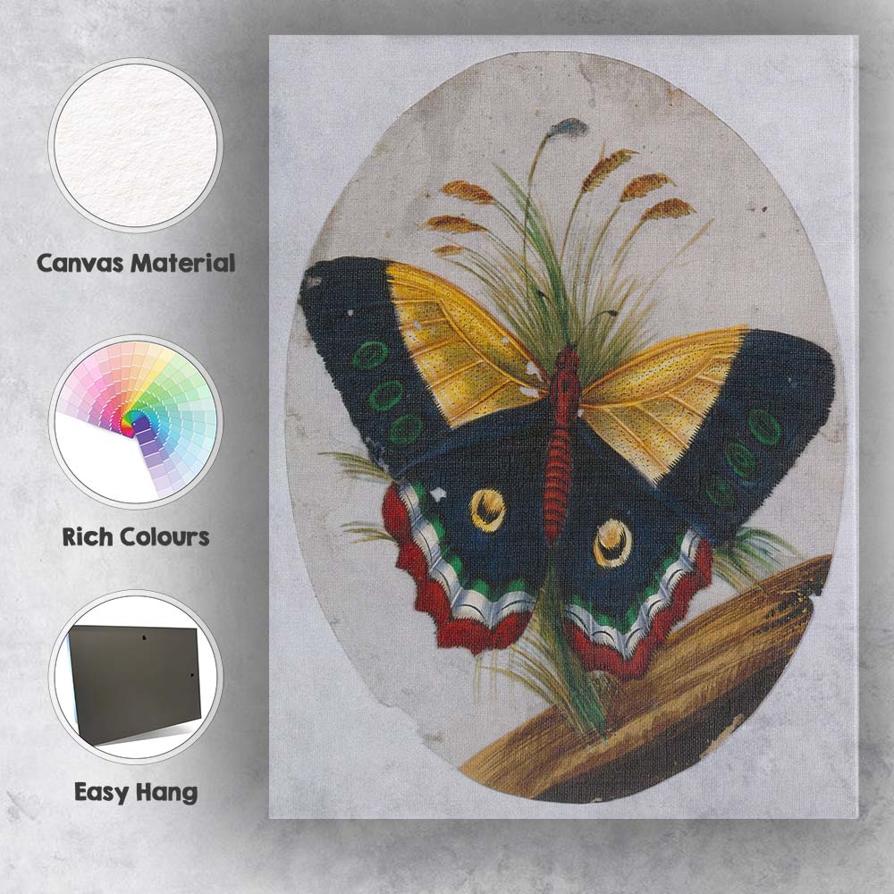 Colourful Peacock Butterfly Botanical Nature Study Antique Illustration Canvas Wall Art Print Decor Picture Ready to Hang