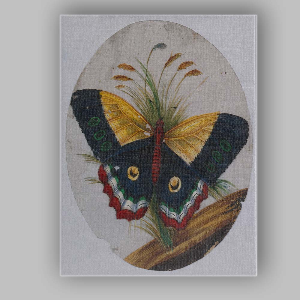 Colourful Peacock Butterfly Botanical Nature Study Antique Illustration Canvas Wall Art Print Decor Picture Ready to Hang
