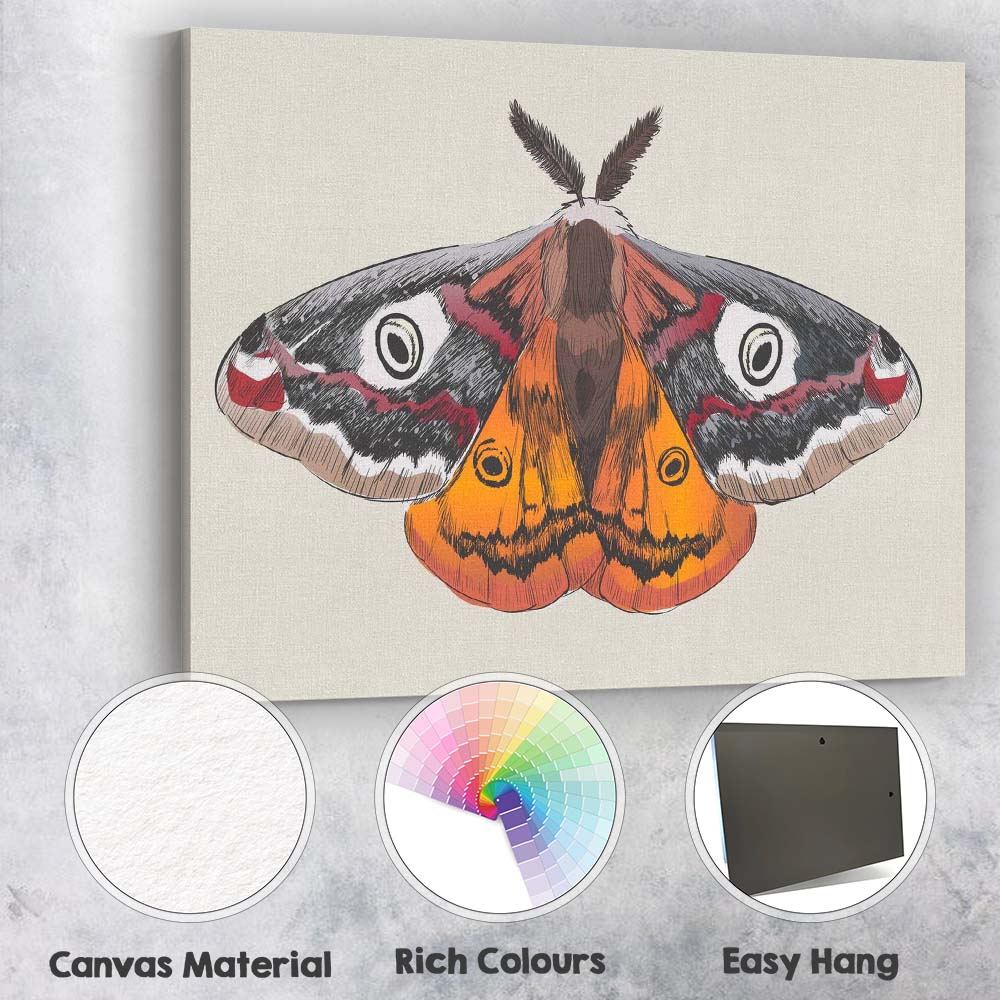 Colourful Peacock Moth Entomology Illustration Wildlife Nature Artwork Canvas Wall Art Print Decor Picture Ready to Hang