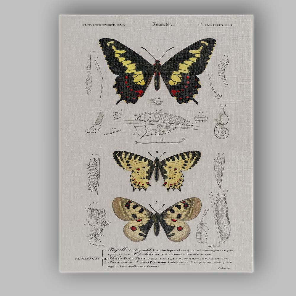 Antique Butterfly Life Cycle Entomology Study Victorian Natural History Canvas Wall Art Print Decor Picture Ready to Hang