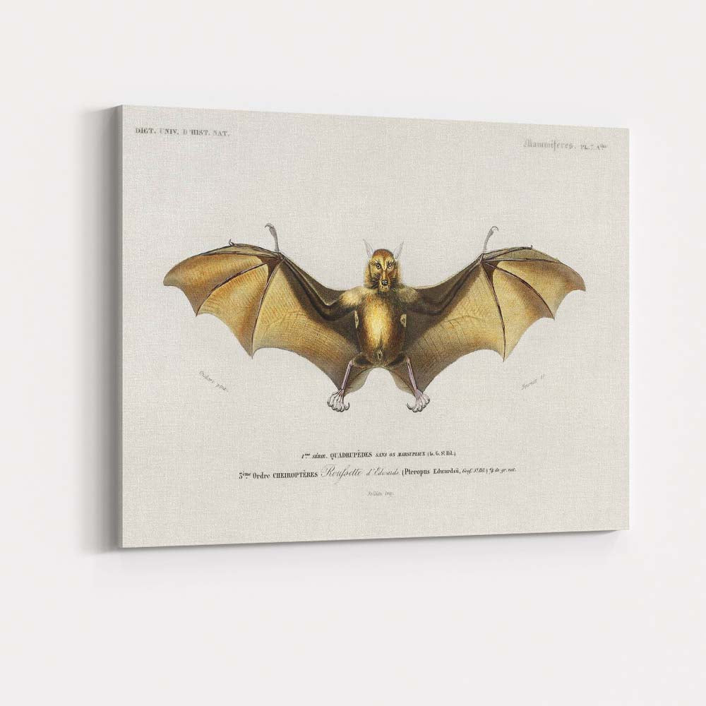Antique Flying Fox Bat Scientific Illustration Victorian Zoology Artwork Canvas Wall Art Print Decor Picture Ready to Hang