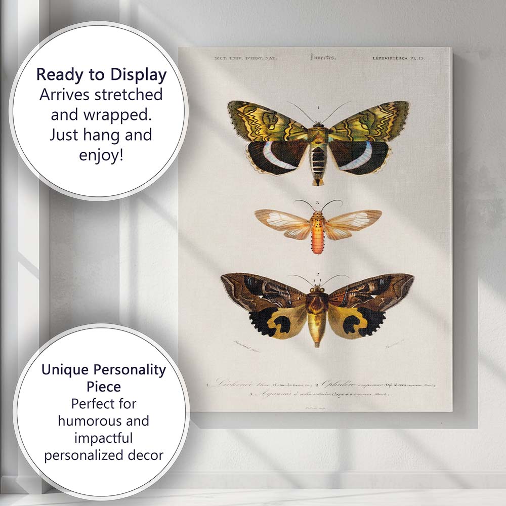 Antique Exotic Moth Collection Natural History Entomology Illustration Canvas Wall Art Print Decor Picture Ready to Hang