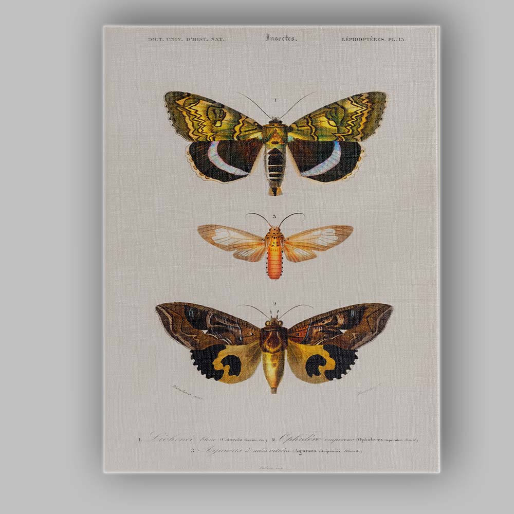 Antique Exotic Moth Collection Natural History Entomology Illustration Canvas Wall Art Print Decor Picture Ready to Hang