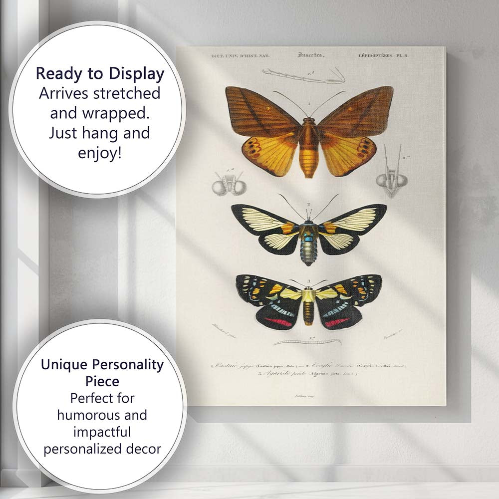 Antique Tropical Moth and Butterfly Entomology Study Natural History Canvas Wall Art Print Decor Picture Ready to Hang