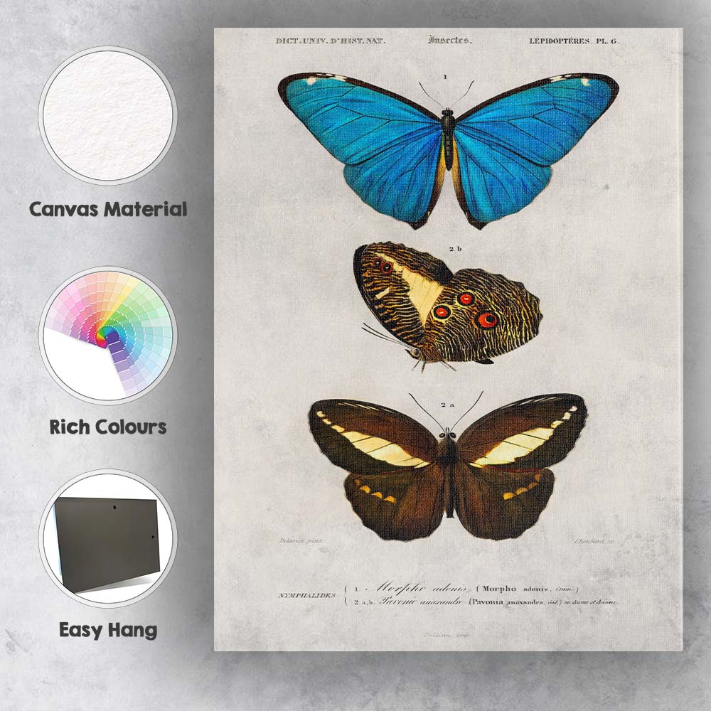 Antique Tropical Butterfly Study Blue Morpho and Dark Wing Species Canvas Wall Art Print Decor Picture Ready to Hang