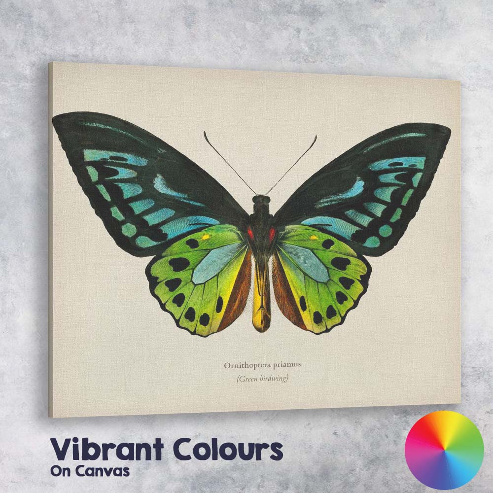 Exotic Green Birdwing Butterfly Natural History Illustration Vibrant Entomology Canvas Wall Art Print Decor Picture Ready to Hang