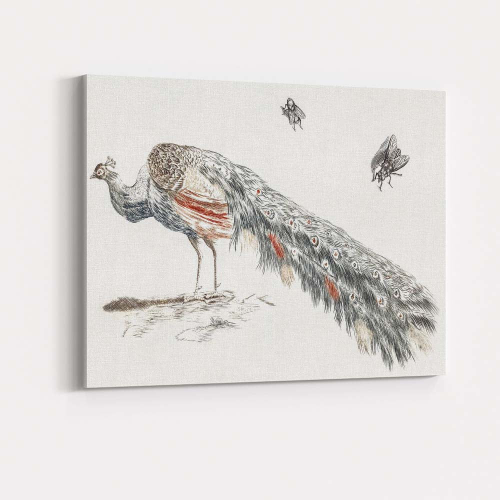 Antique Peacock Bird Illustration Elegant Feathered Wildlife Canvas Wall Art Print Decor Picture Ready to Hang