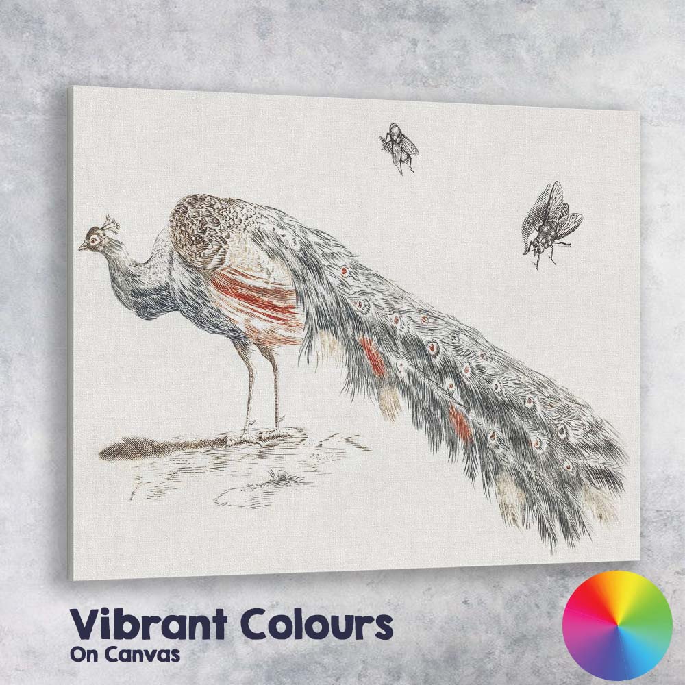 Antique Peacock Bird Illustration Elegant Feathered Wildlife Canvas Wall Art Print Decor Picture Ready to Hang
