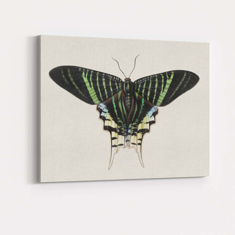 Antique Emerald Green Swallowtail Butterfly Natural History Illustration Canvas Wall Art Print Decor Picture Ready to Hang